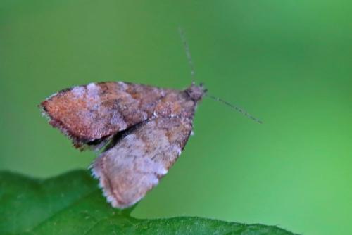 Choreutis pariana